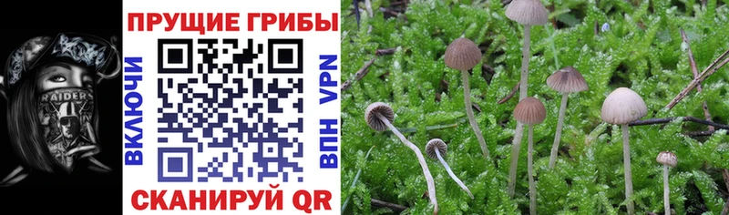 Купить закладки  Верхотурье  Псилоцибиновые грибы ЛСД 